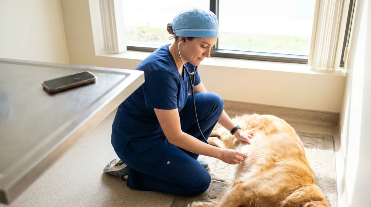Vétérinaire concentré sur un examen clinique sans être interrompu par le téléphone